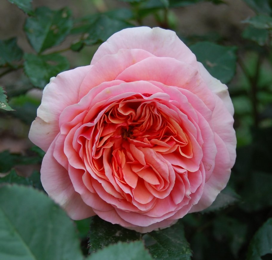 Роза шраб Чиппендейл