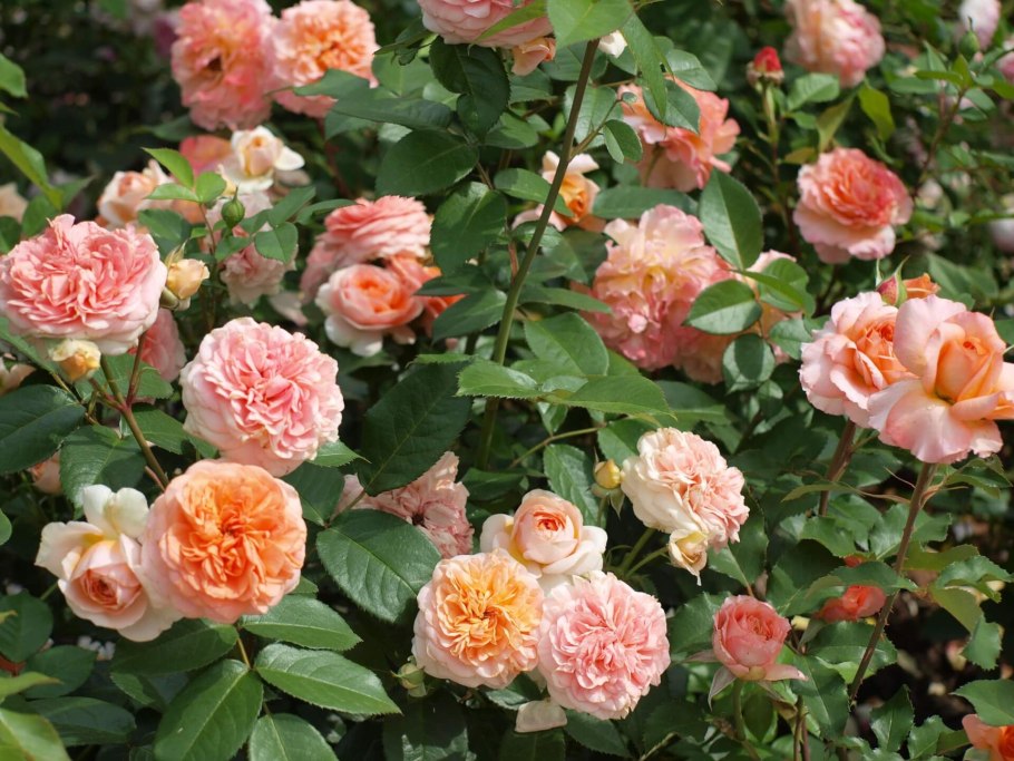 Роза Тантау Чиппендейл