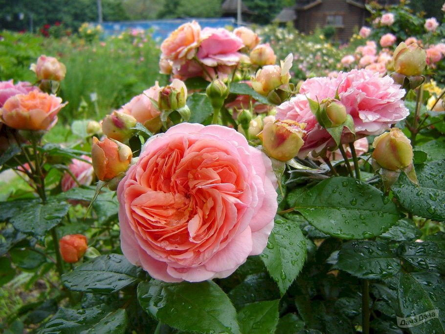 Роза шраб Чиппендейл