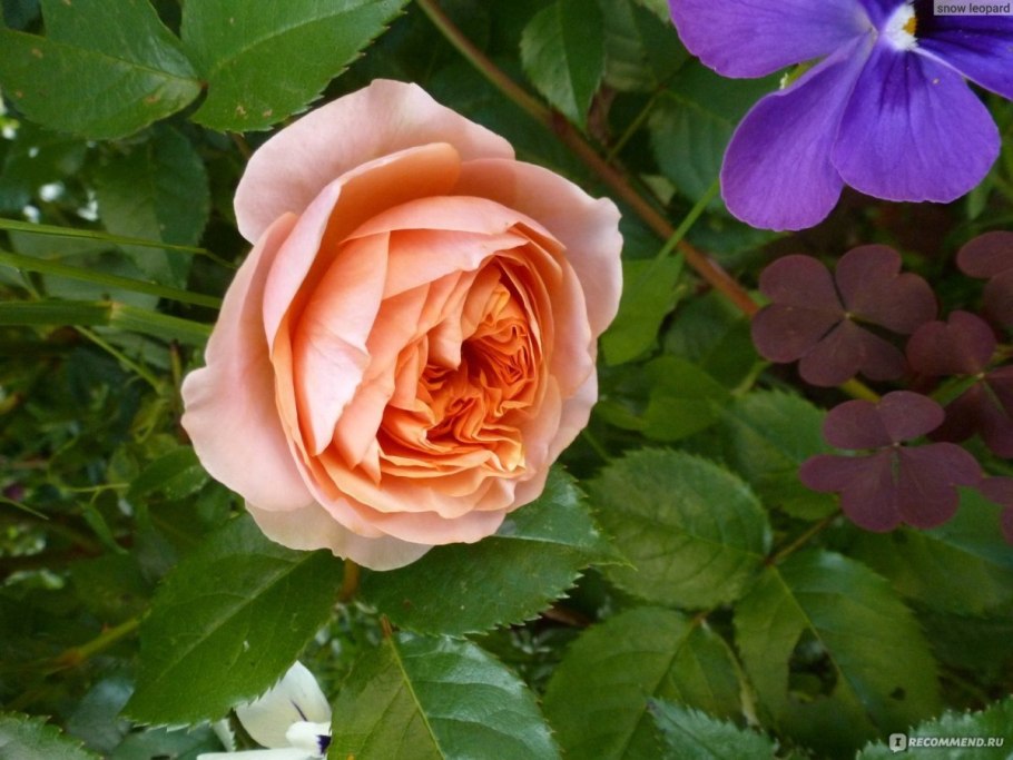 Роза шраб чип энд Дейл