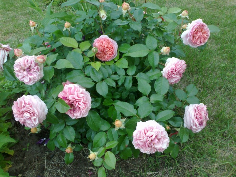 Роза флорибунда Чиппендейл