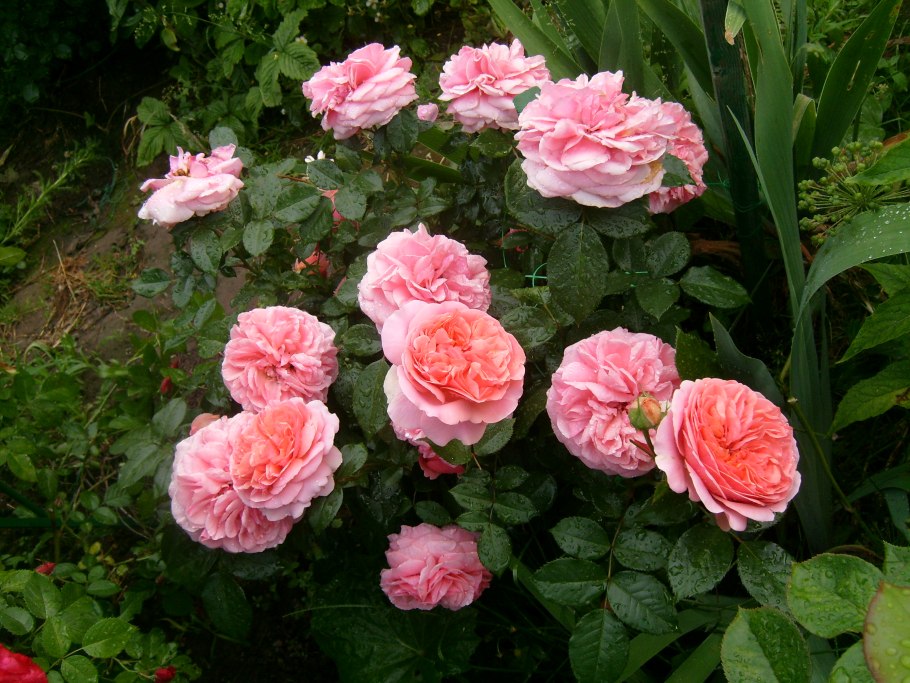 Роза Парковая Чиппендейл