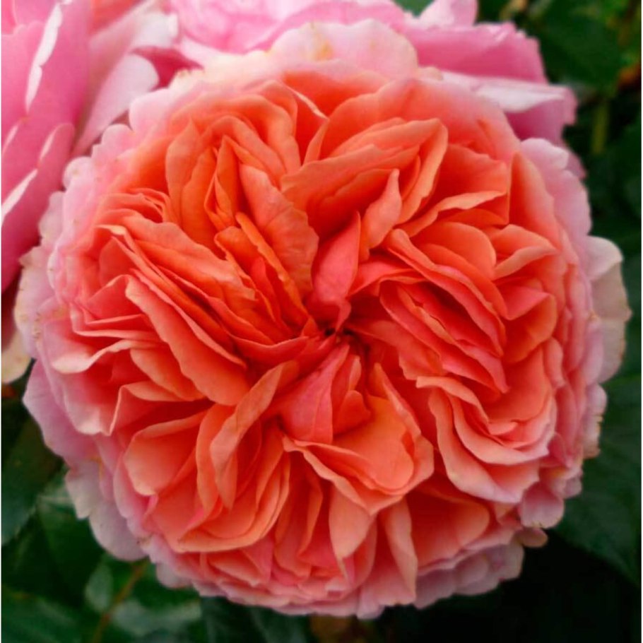 Chippendale (Tantau, Германия, 2006)