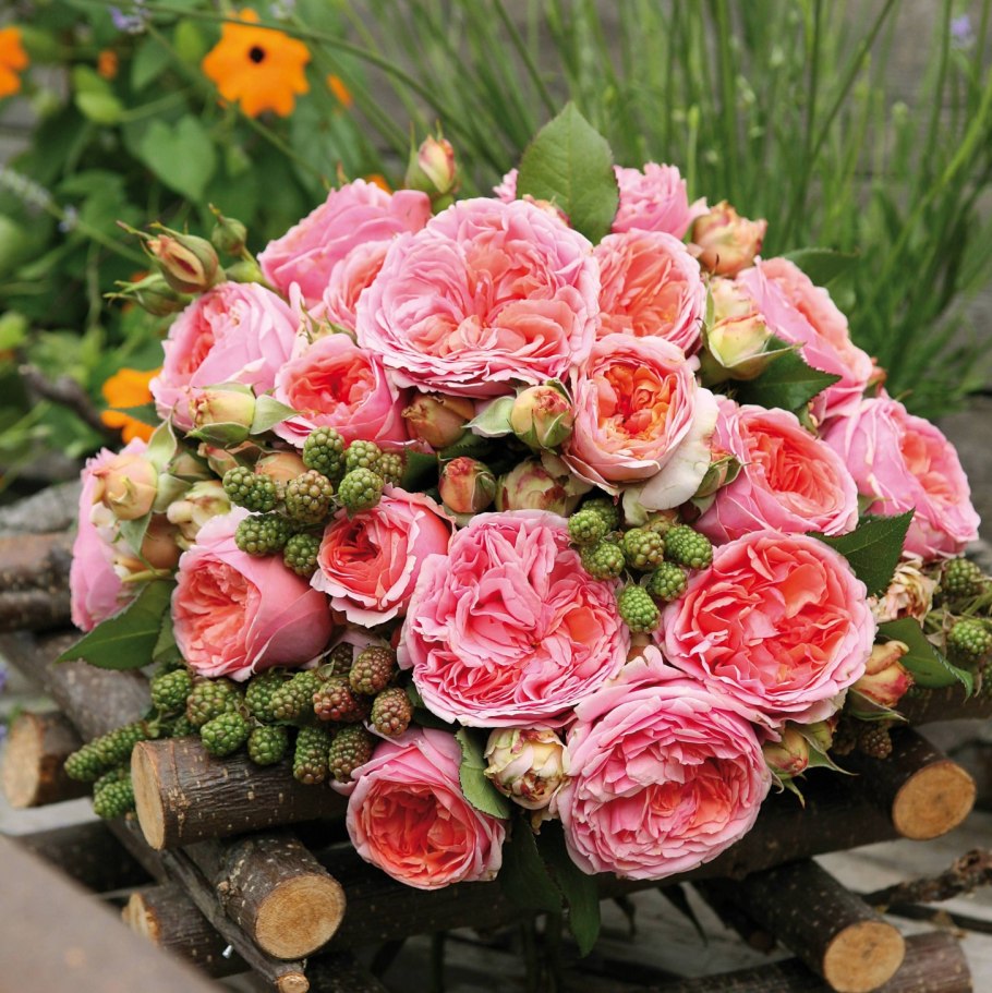 Роза чип энд Дейл