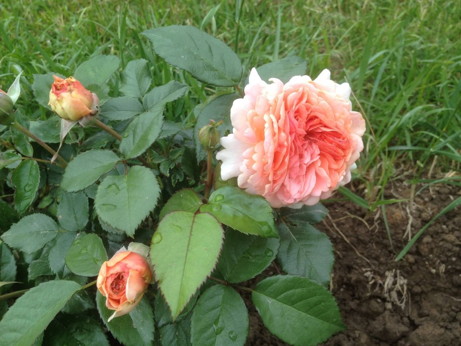 Роза шраб Чиппендейл