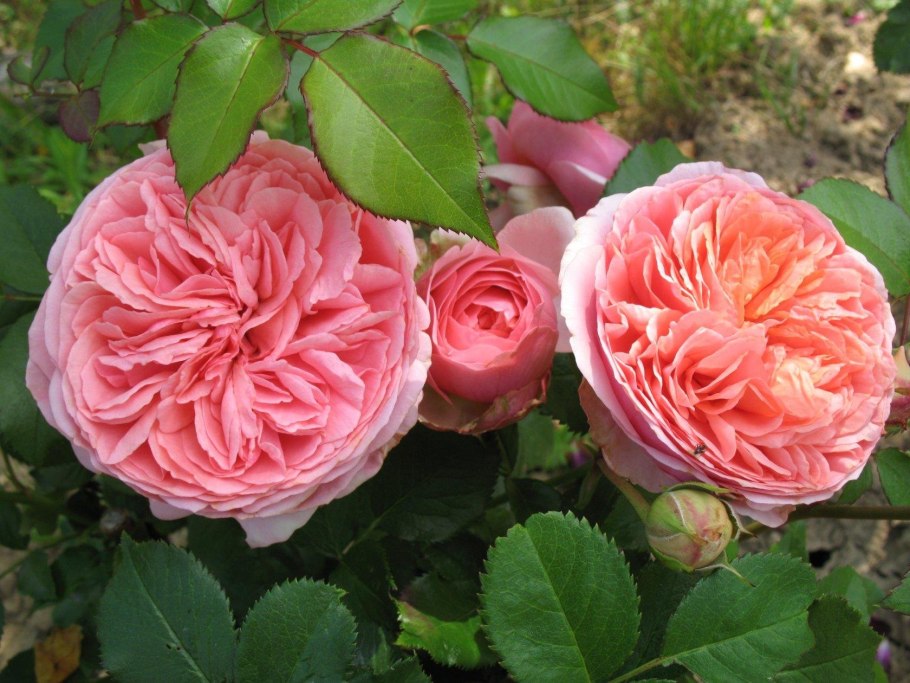 Роза Парковая Чиппендейл