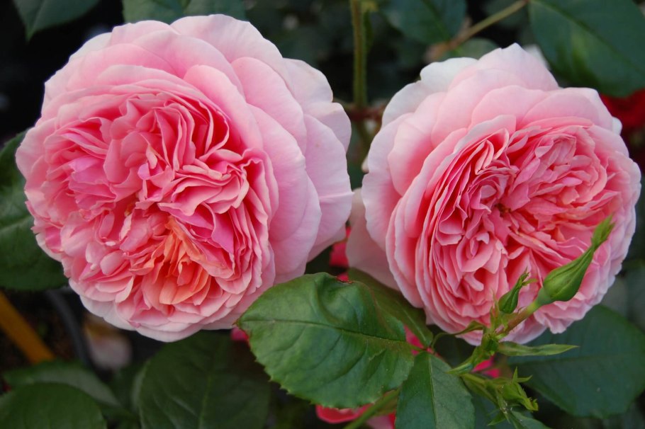 Роза Тантау Чиппендейл