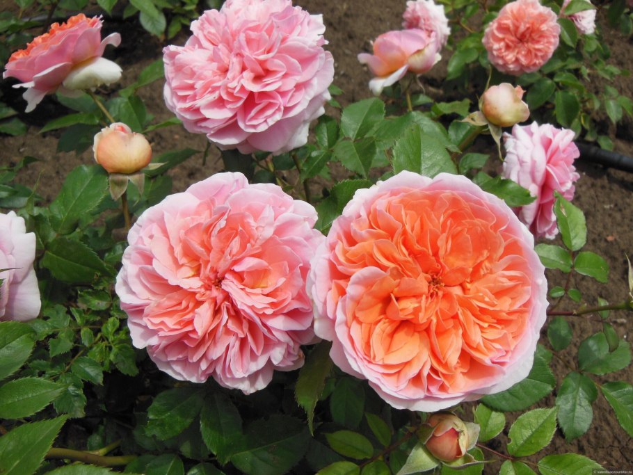 Роза Парковая Чиппендейл