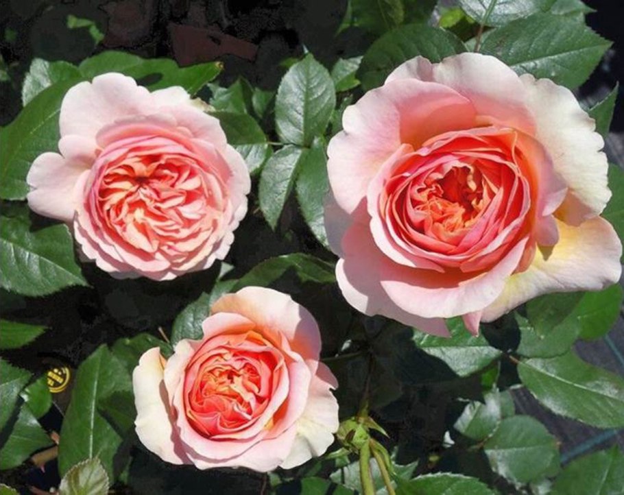 Роза шраб Чиппендейл