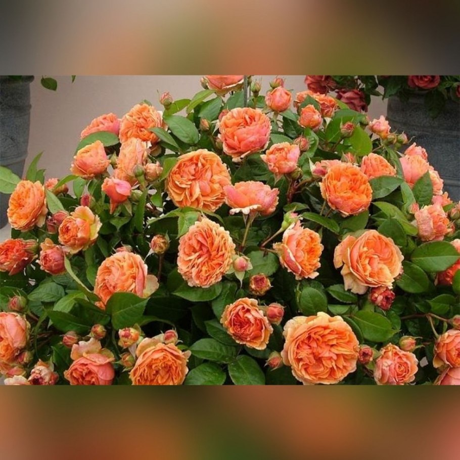 Сорт розы Чиппендейл