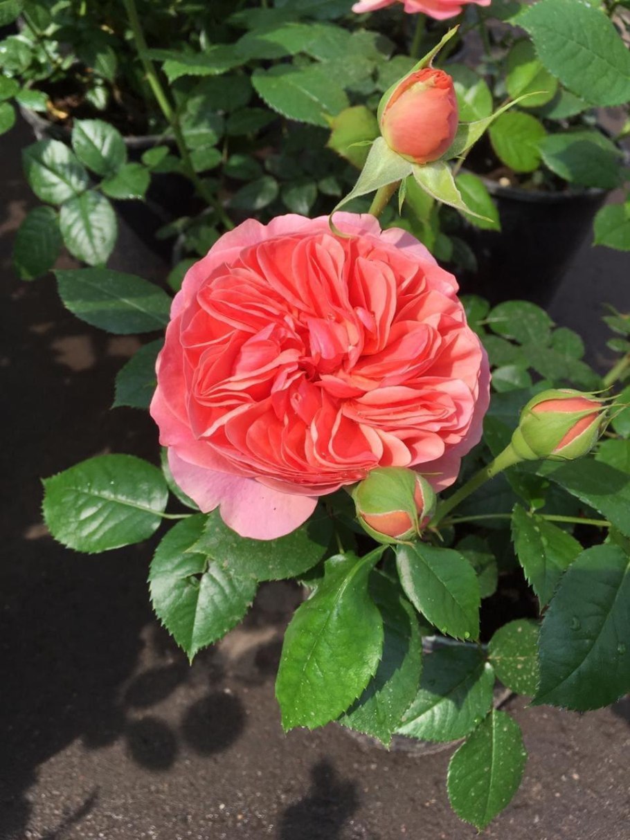 Роза плетистая Чиппендейл