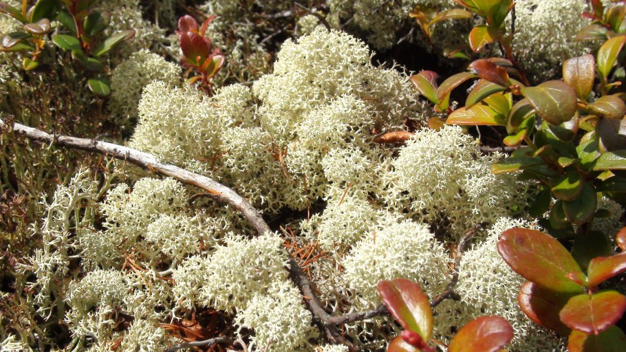 Лишайник лобария легочная