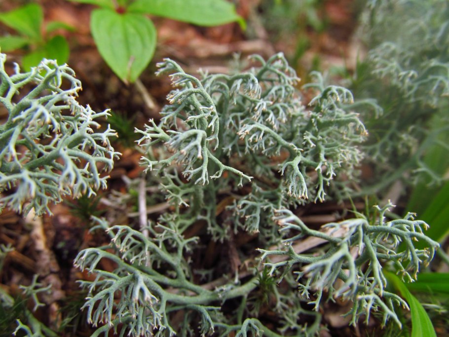 Экология лишайников