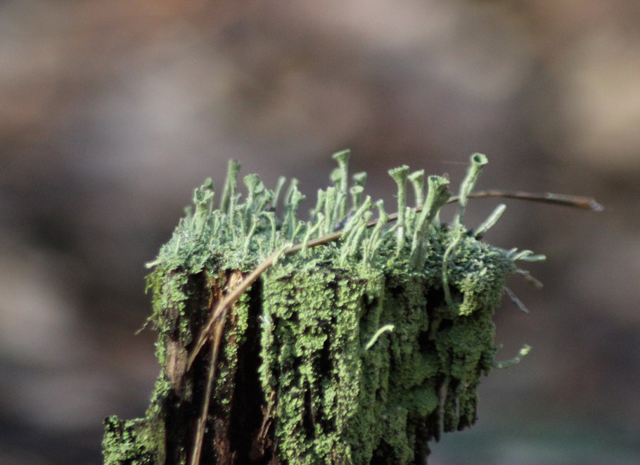 Кладония Чешуйчатая