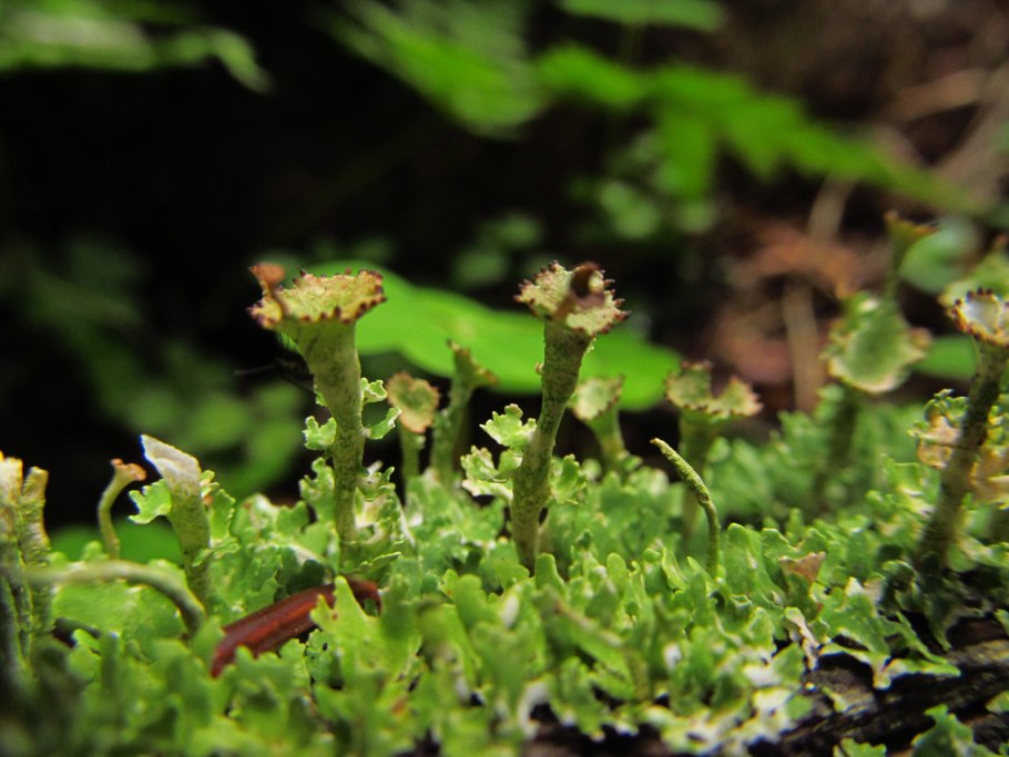 Моха и Коха