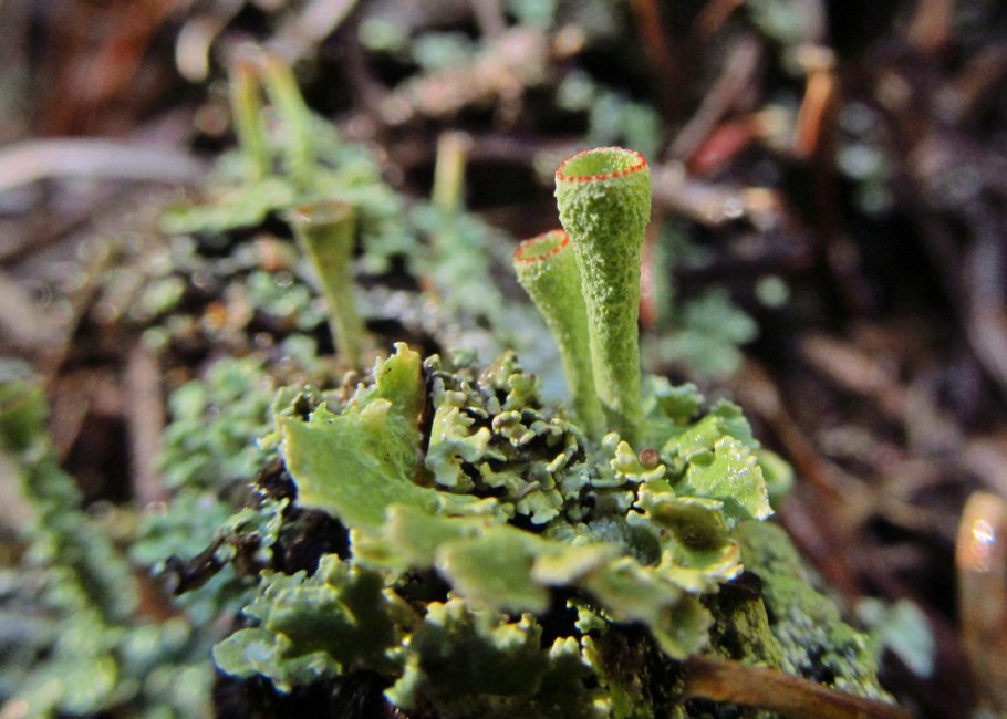 Цетрария Сосновая лишайник