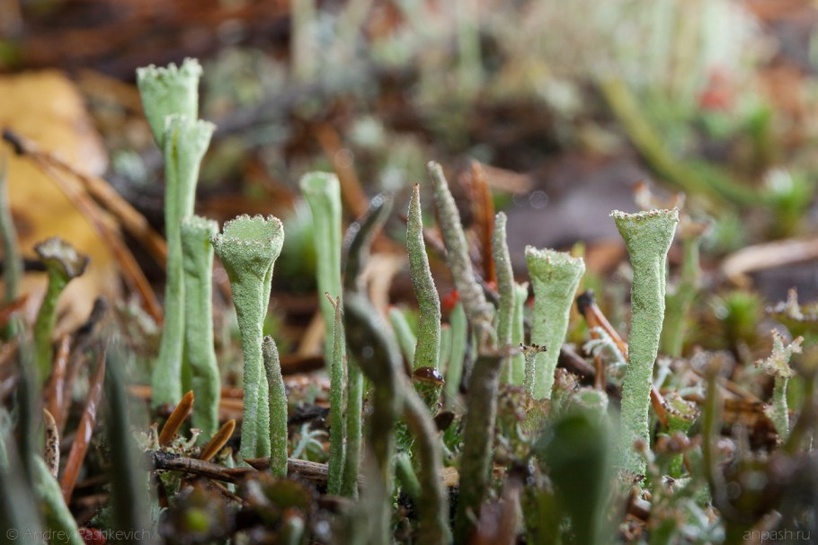 Лишайники Сибири