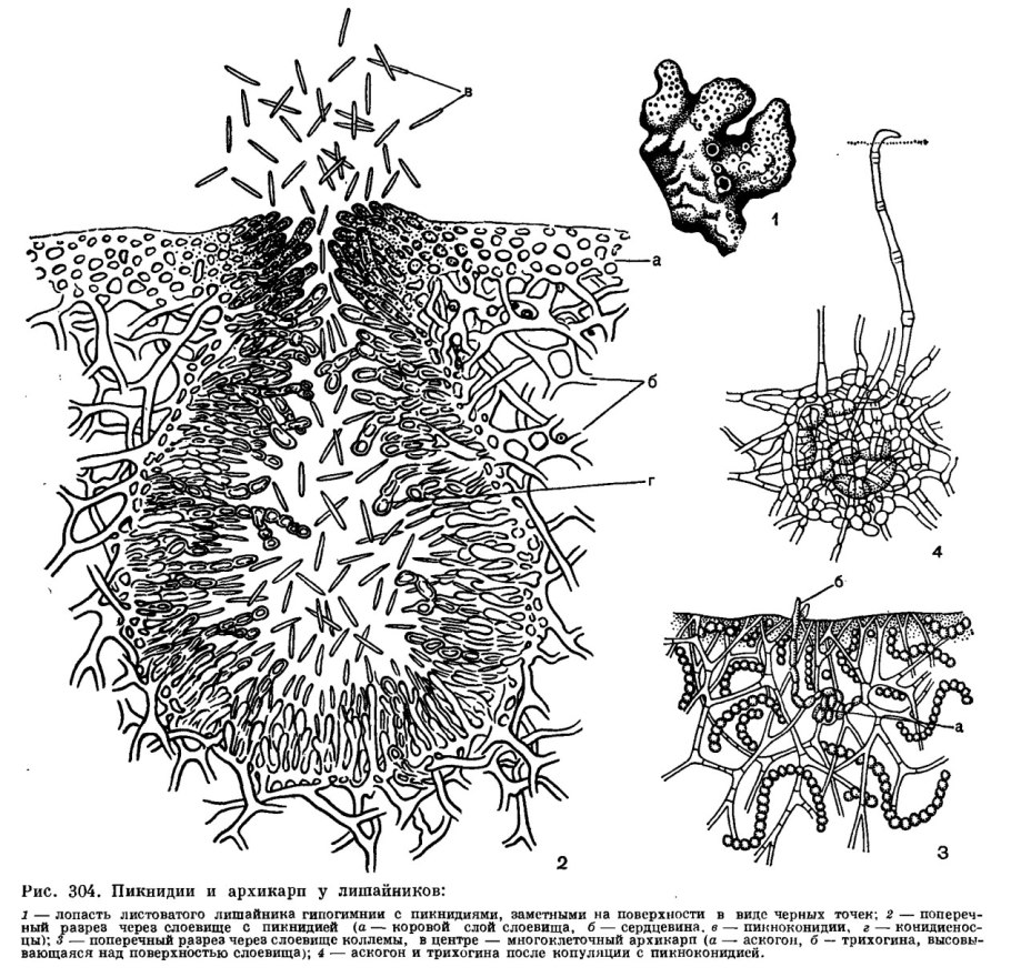 Карбюратор leader pz19jb