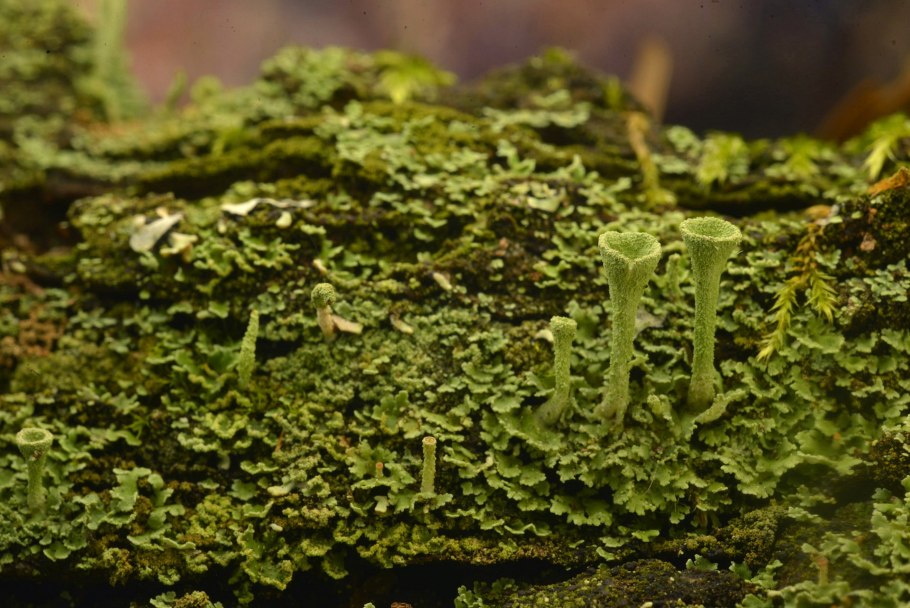 Ксантория многоплодная