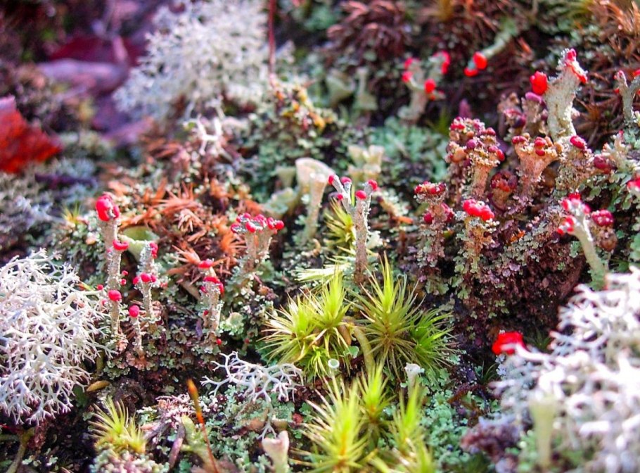 Веррукария лишайник