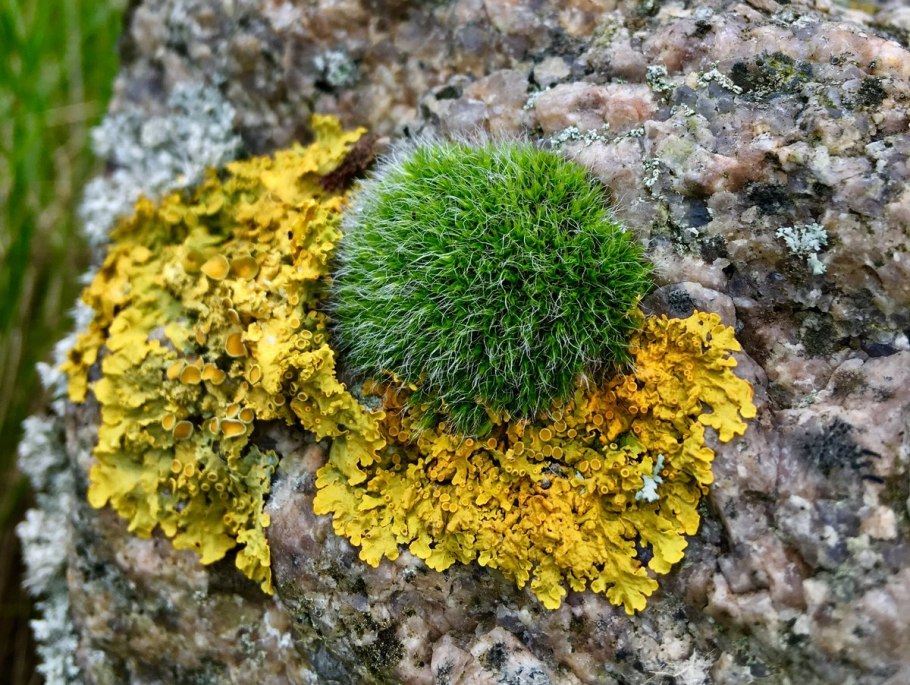 Лишайники фото на человеке фото