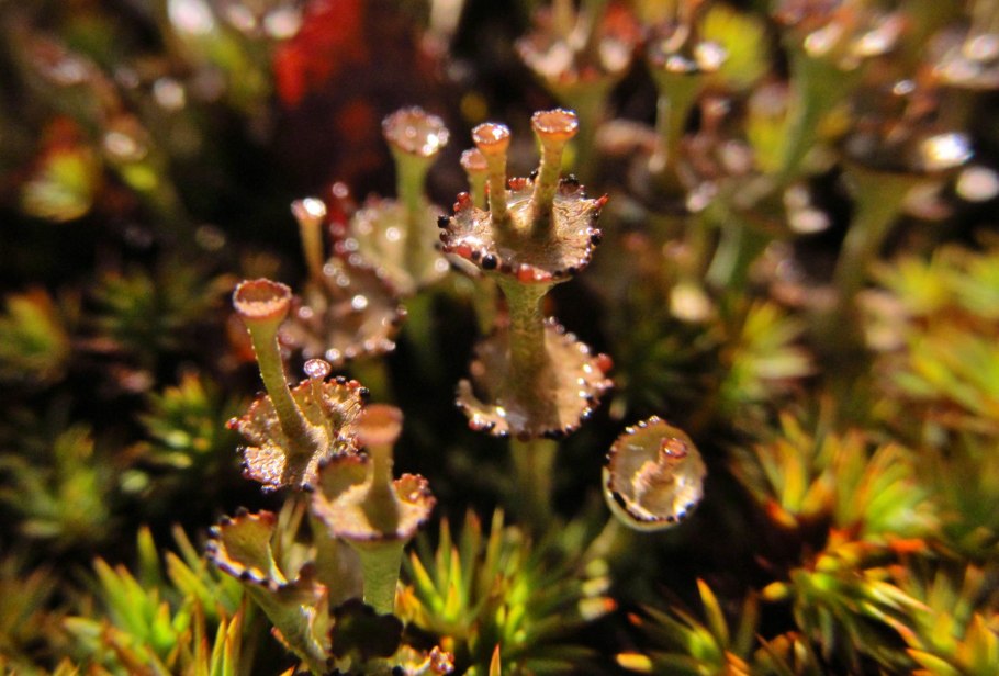 Сцифы кладонии