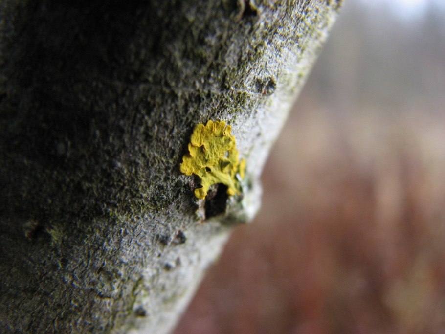 Лишайники комплексные симбиотические организмы состоящие из