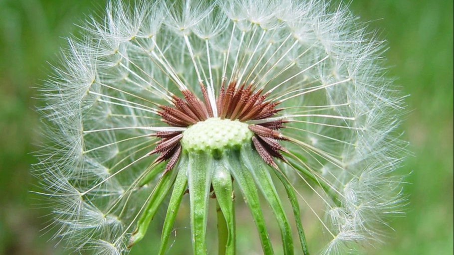 Taraxacum officinale семянки