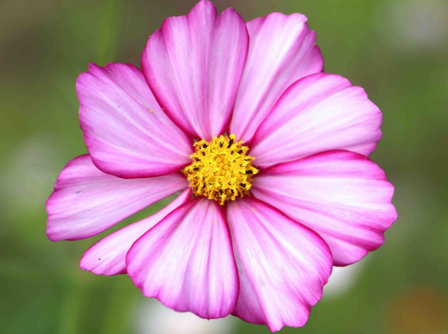 Космея лекарственные растения