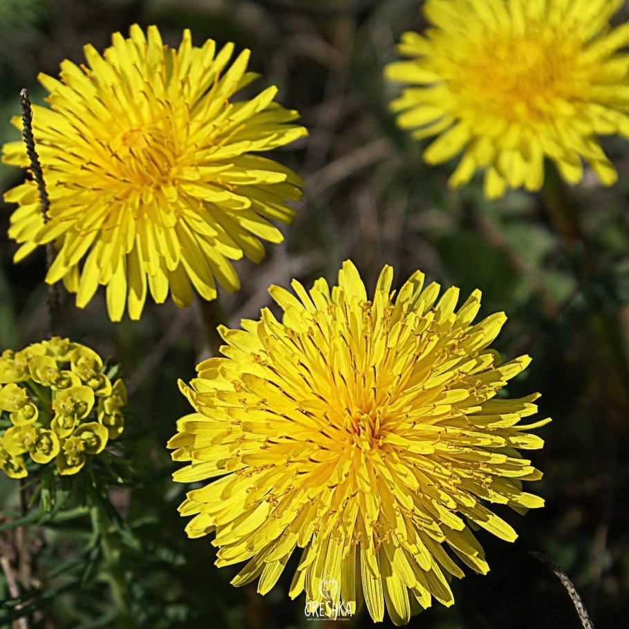 Одуванчик Taraxacum officinale