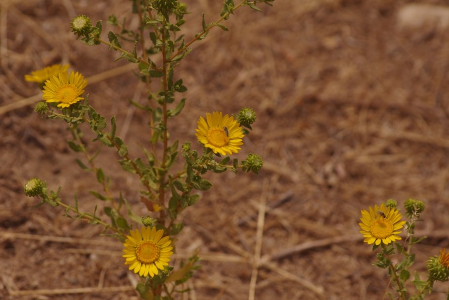 Астровые (Asteraceae)