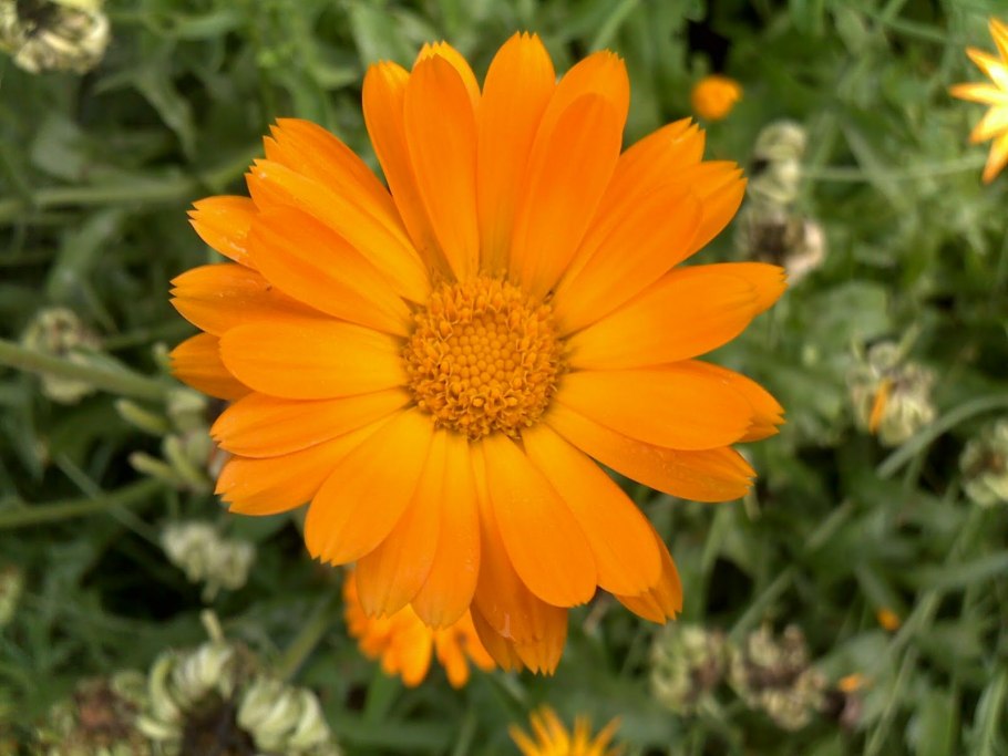 Календула семейство Сложноцветные