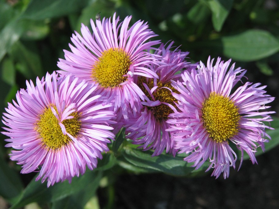 Эригерон трифидус