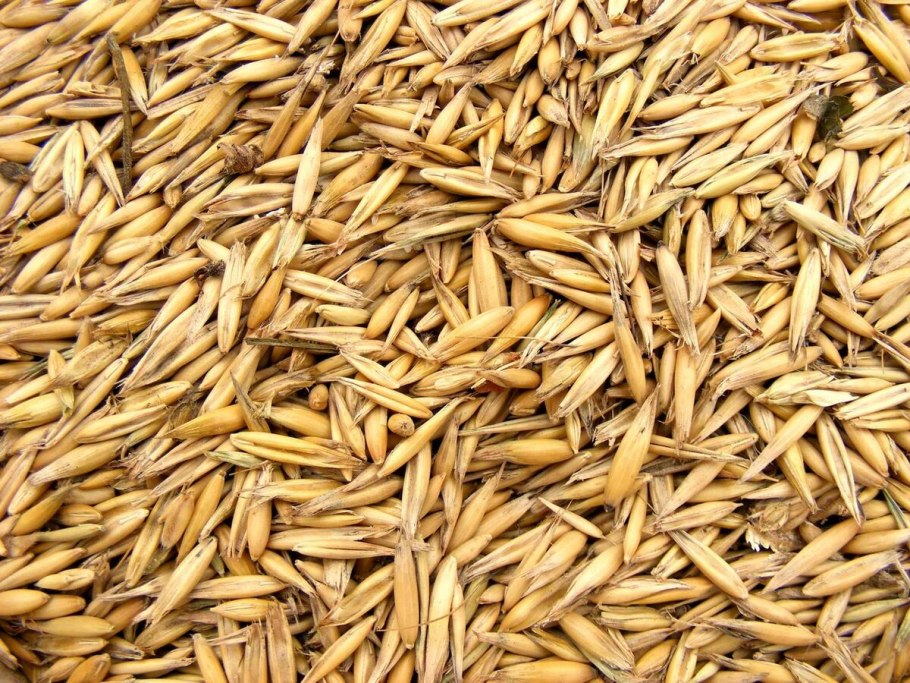 Поле тритикале durum зеленое