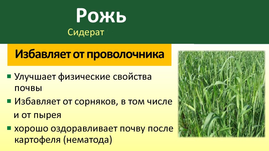 Рожь сидерат