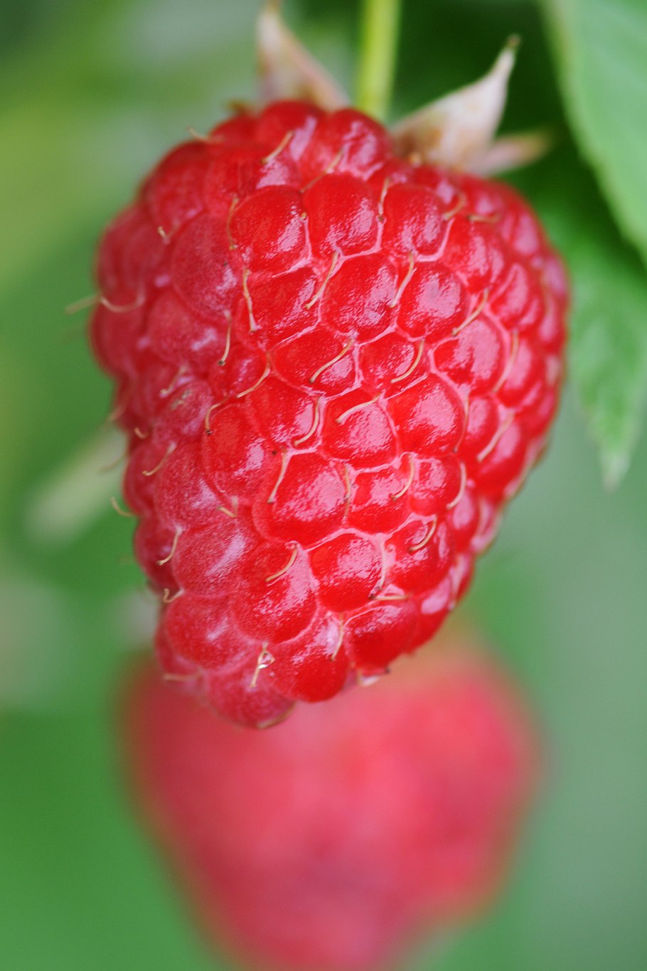 Малина красная "Журавлик"