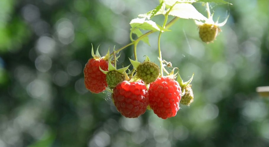 Пусть жизнь будет как малина