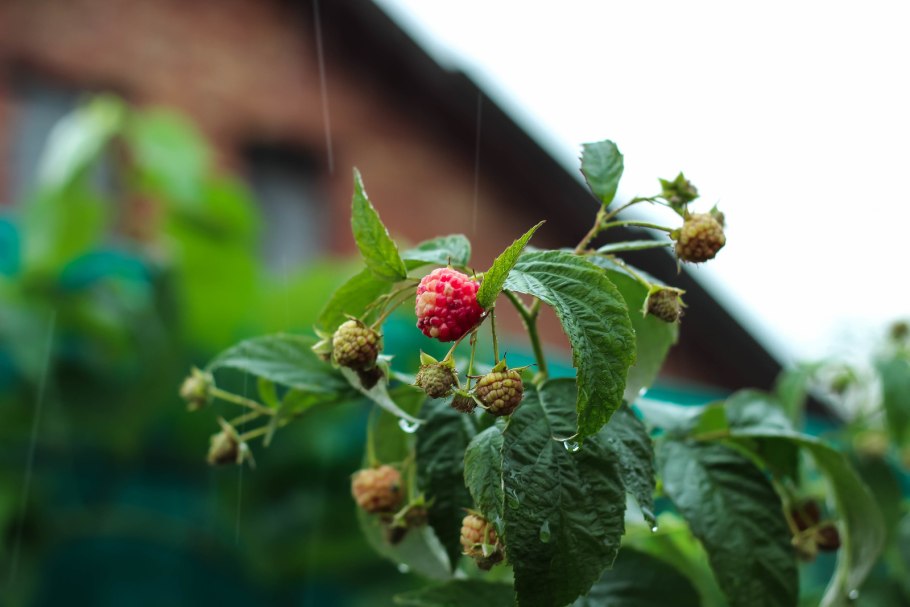 Малина после дождя