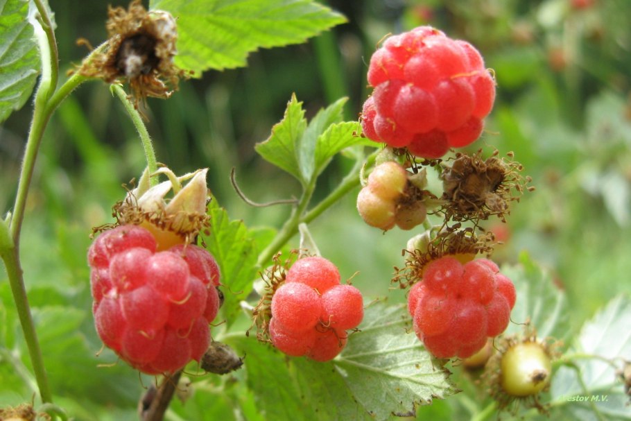 Горная малина