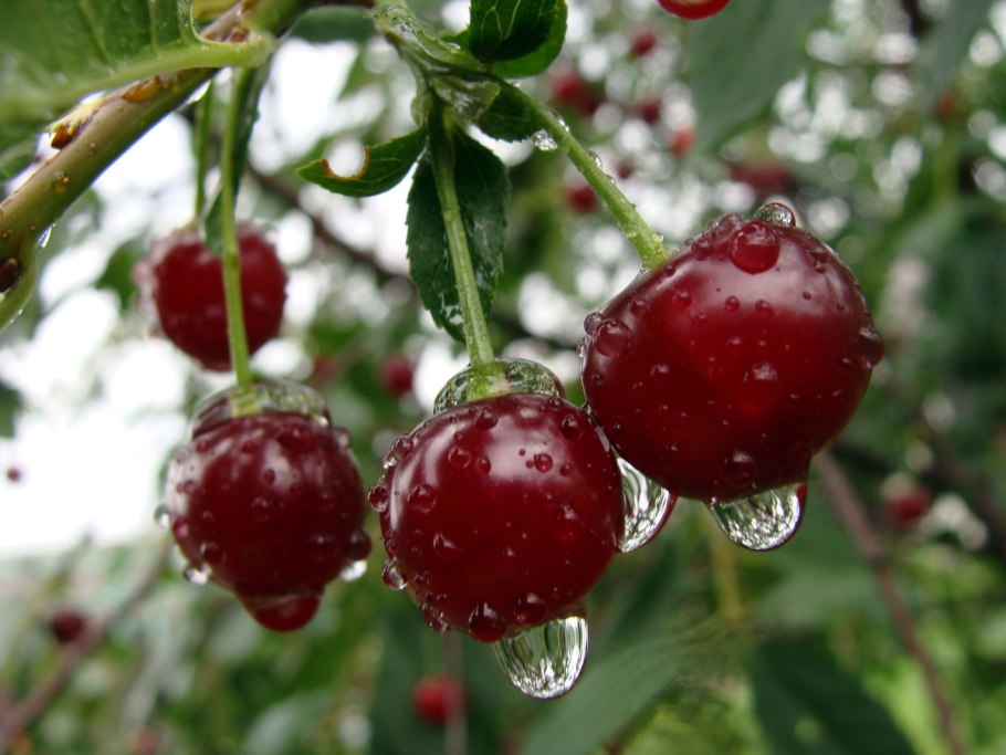 Вишня Жуковская