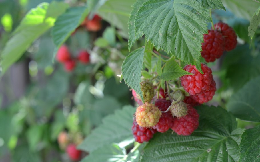 Вишня с каплями воды