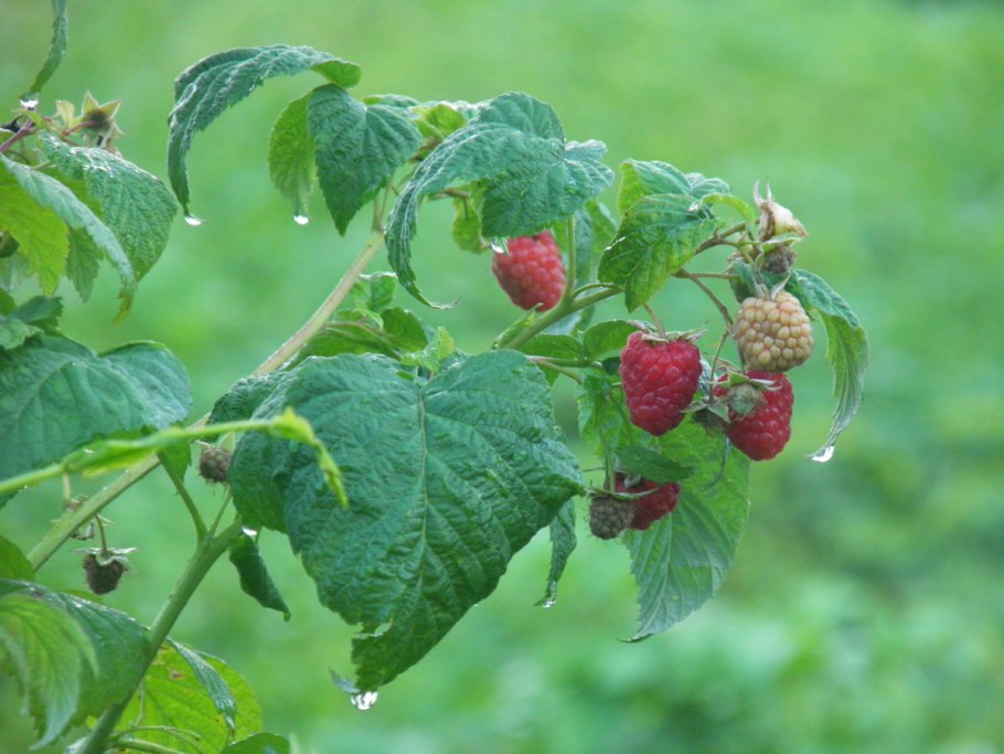 Ветка малины