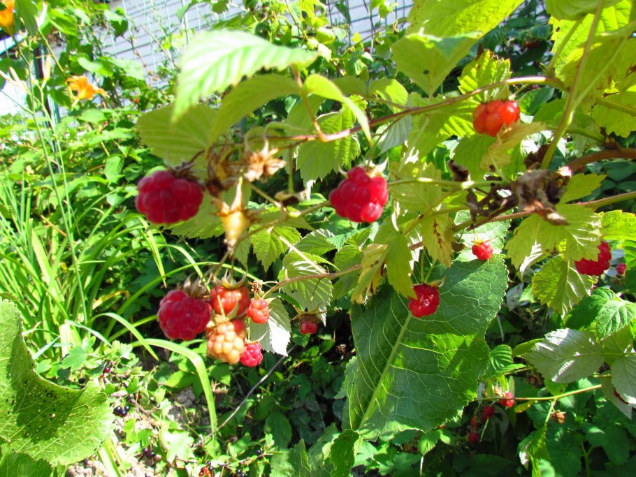 Картинки на рабочий стол дождь летом