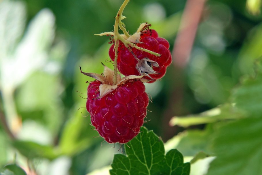 Малина Амира