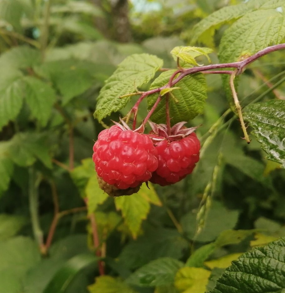 Малина Пересвет (с2)