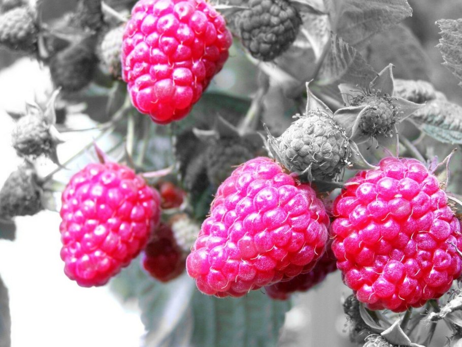 Малина сорт красная Королева