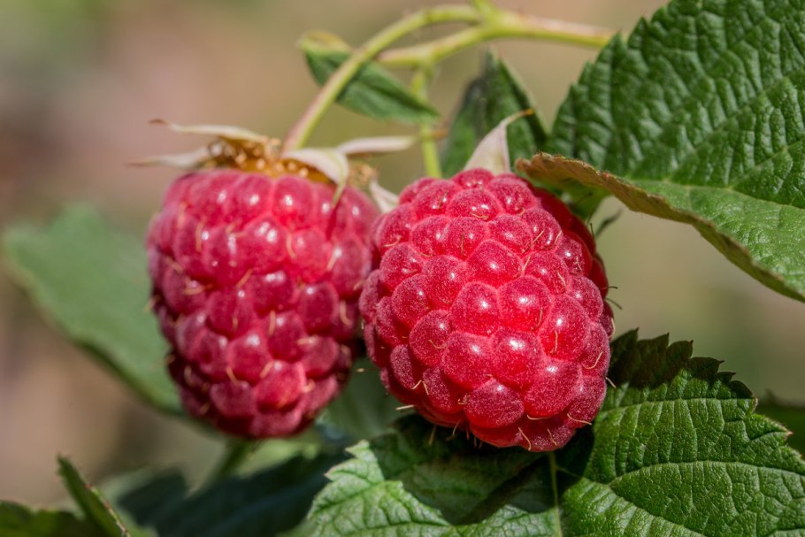 Зрелые ягоды