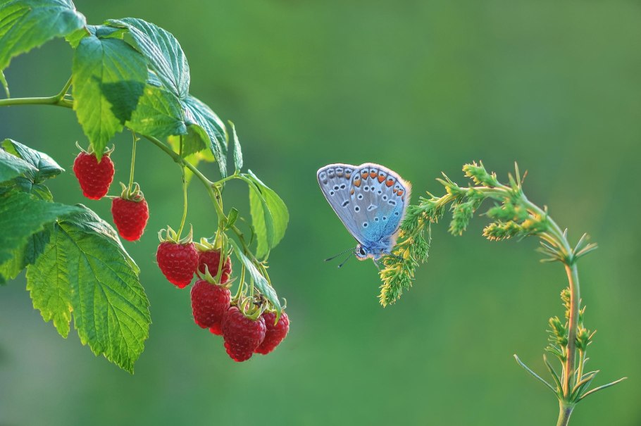 Лето малина
