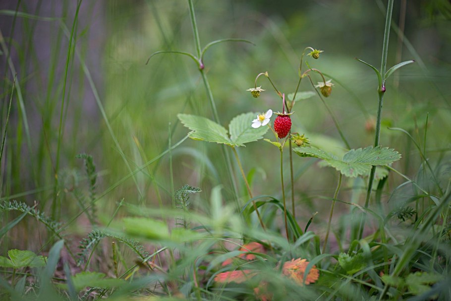 Травник земляника Лесная