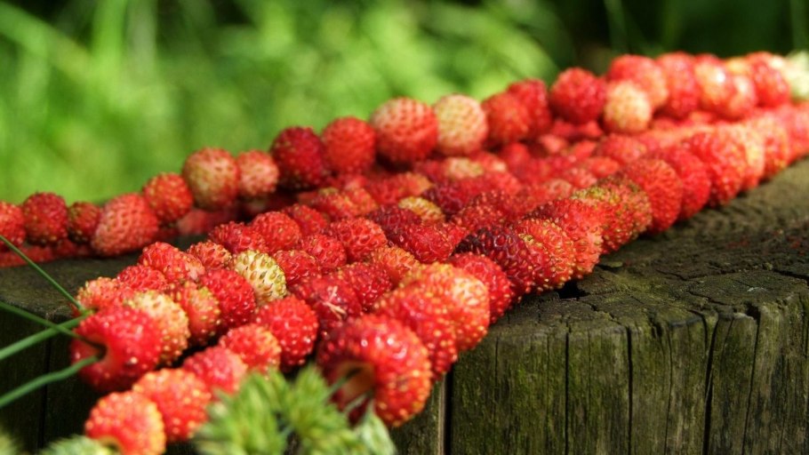 Лето смородина